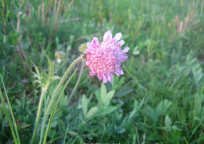 Acker-Witwenblume | Gerd Hardt
