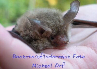 Bechsteinfledermaus | Michael Orf