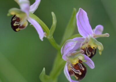 Bienenragwurz | Dr. Stefan Droese