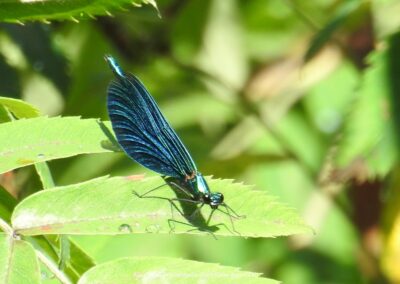 Blauflügel Prachtlibelle | Peter Barnickel