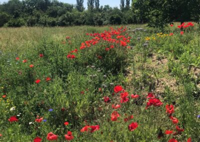 Blumenparadies Bahn 17 | Gerd Hardt