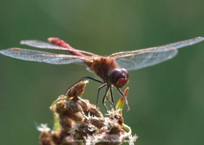 Blutrote Heidelibelle M | Stefan Droese
