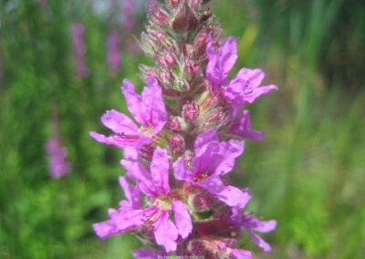 Blutweiderich Macro