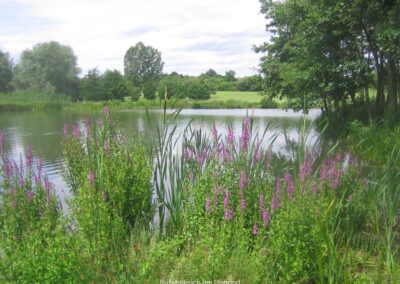 Blutweiderich am Uferrand