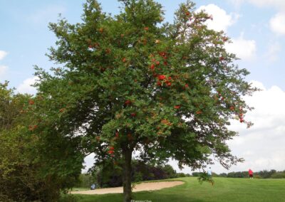 Eberesche