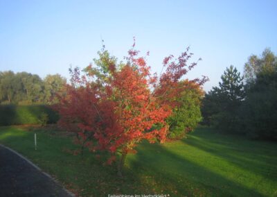 Felsenbirne im Herbstkleid | Gerd Hardt