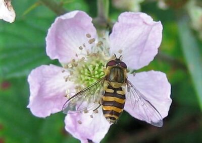 Garten-Schwebfliege | Gerd Hardt