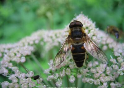 Gemeine Keilfleck-Schwebfliege | Gerd Hardt