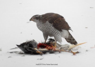 Habicht | Peter Barnickel
