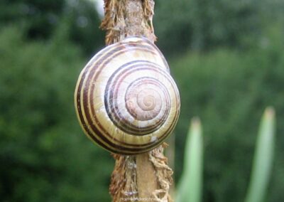 Hain-Bänderschnecke