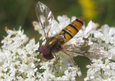 Hainschwebfliege auf Wilder Möhre