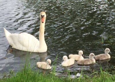 Höckerschwan mit Jungen | Gerd Hardt