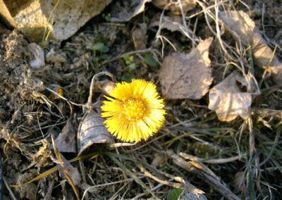 Huflattich Mitte Februar | Gerd Hardt