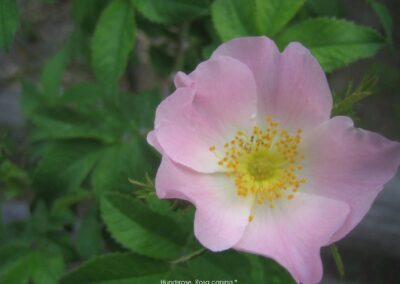 Hundsrose Rosa canina | Gerd Hardt