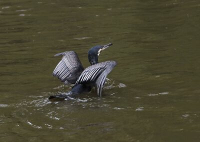 Kormoran | Christine Rauch