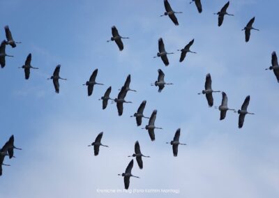 Kraniche im Flug | Kathrin Montag