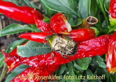 Kupfer Rosenkäfer | Lutz Kalthoff