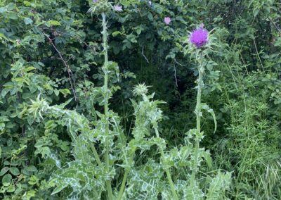 Mariendistel | Gerd Hardt