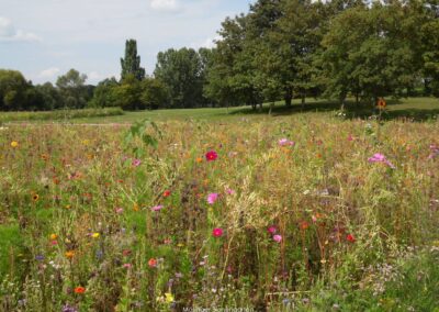 Mösinger Bienengarten