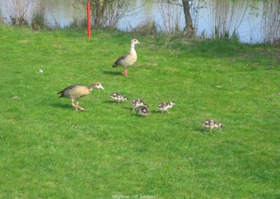 Nilgänse mit Jungen | Gerd Hardt
