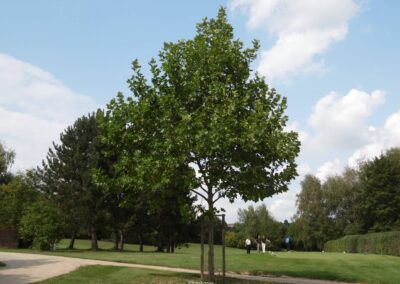 Plantane