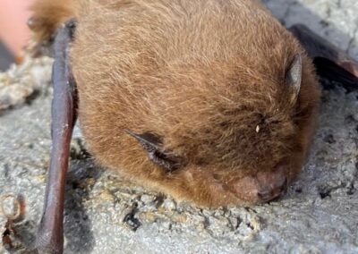 Rauhautfledermaus | Gerd Hardt