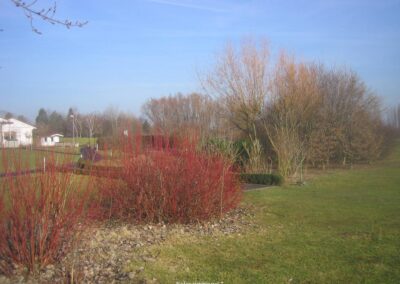 Roter Hartriegel | Gerd Hardt