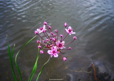 Schwanenblume | Gerd Hardt