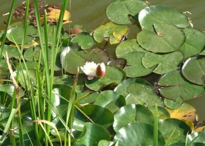 Seerose 1