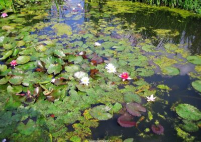 Seerosenteich | Gerd Hardt