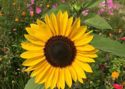 Sonnenblume | Gerd Hardt