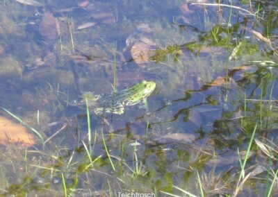 Teichfrosch | Gerd Hardt