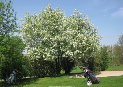 Traubenkirsche in voller Blüte | Gerd Hardt