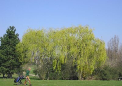Trauerweide im Frühlingskleid | G. Hardt