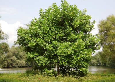 Tulpenbaum
