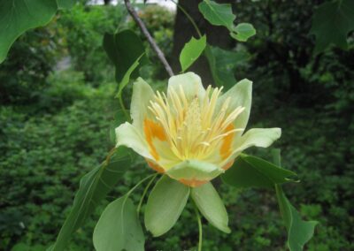 Tulpenbaum Blüte | Gerd Hardt