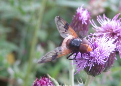 Waldschwebfliege | Gerd Hardt