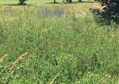 Wiese mit Blauem Natternkopf | Gerd Hardt