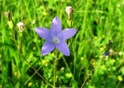 Wiesen-Glockenblumen