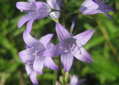 Wiesenglockenblume1 | Gerd Hardt