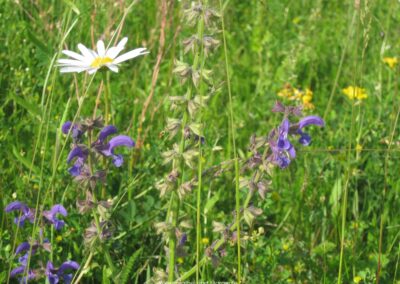 Wiesensalbei und Margerite | Gerd Hardt