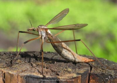 Wiesenschnake Tipula paludosa | Holger Groeschl
