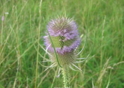 Wilde Kade Blüte | Gerd Hardt