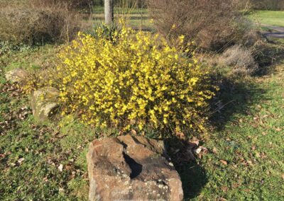 Winterjasmin in voller Blüte | Gerd Hardt