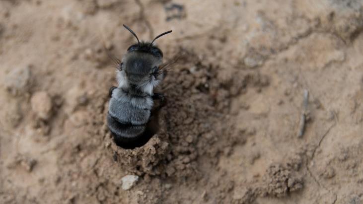 Erdbienen (Golf-Club Main-Taunus)