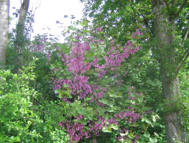 Der Judasbaum (Cercis siliquastrum) (Golf-Club Main-Taunus)