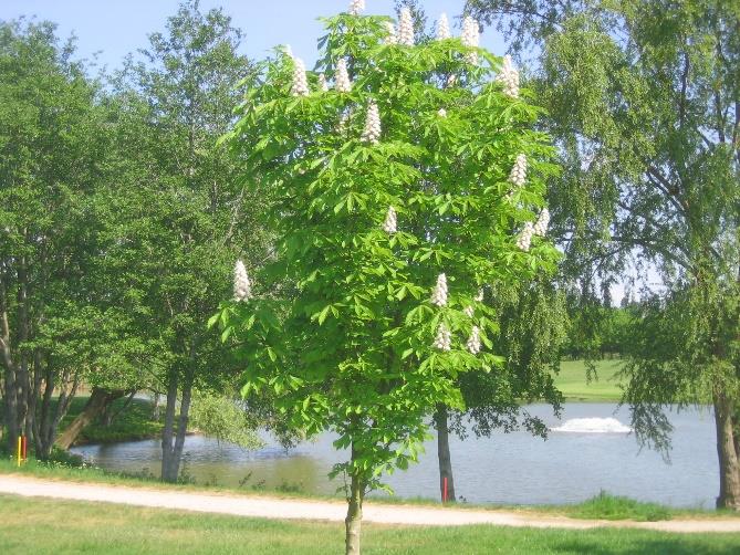 Flora im Golf-Club Main-Taunus (Golf-Club Main-Taunus)