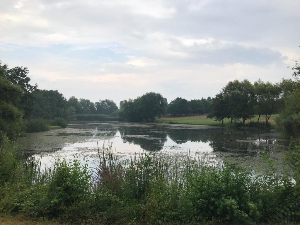 Die große Wasserpest-Plage (Golf-Club Main-Taunus)