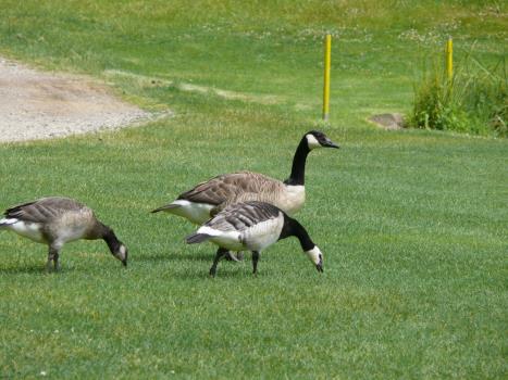 Gänse: Ordnung: Gänsevögel (Anseriformes) (Golf-Club Main-Taunus)
