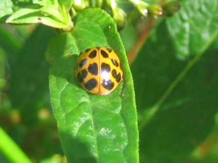 Insekten, Klasse Insecta – Teil 1 / Käfer, Ordnung Coleoptera (Golf-Club Main-Taunus)